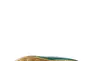 Балетки жіночі Sopra CG888-2Q зелений лак Фото 5